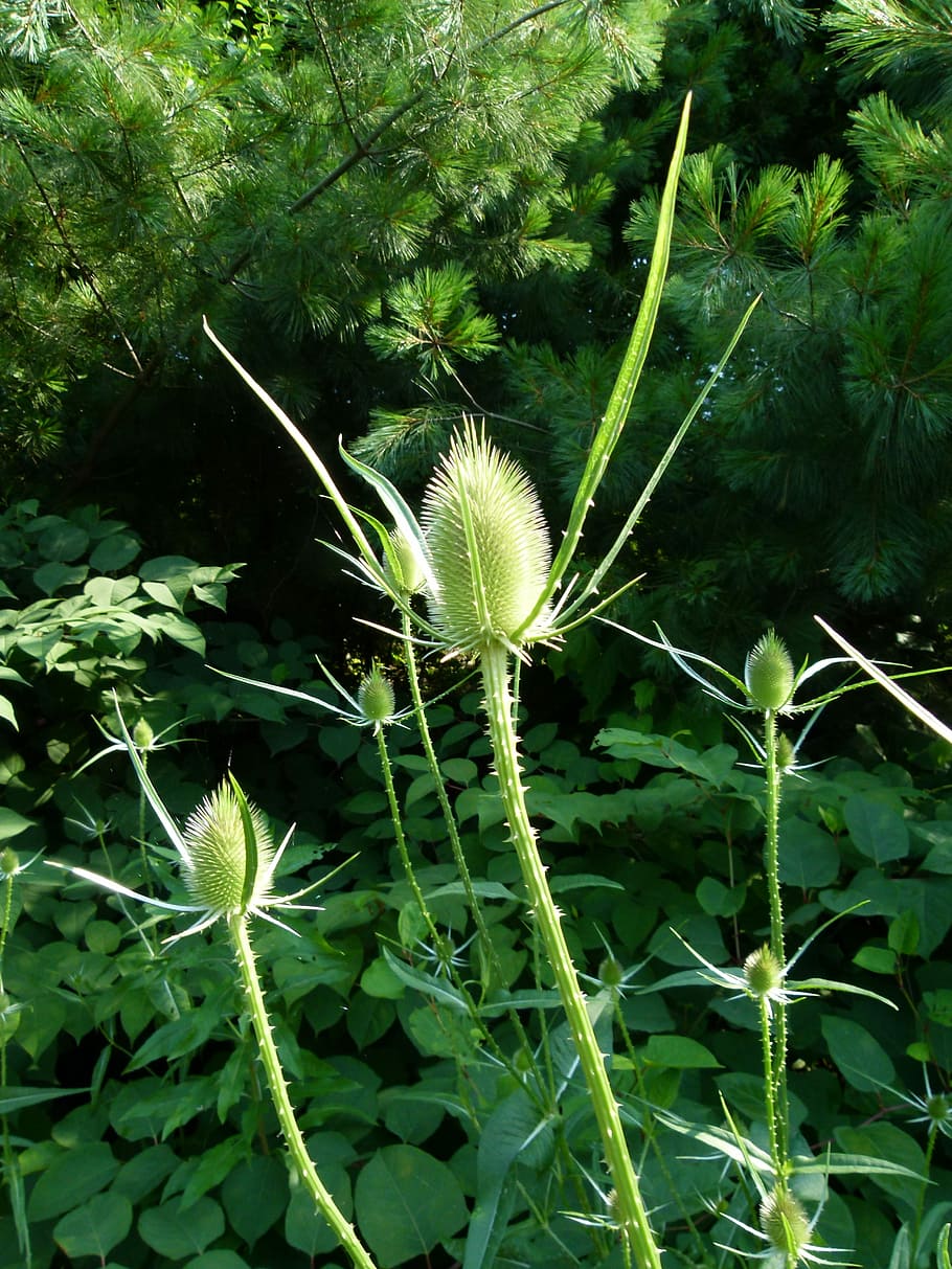 teasel, teazel, teazle, plant, thistle, prickly, thorn, spiky HD wallpaper