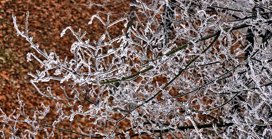 frost, autumn, forest, light, cold temperature, winter, snow HD wallpaper