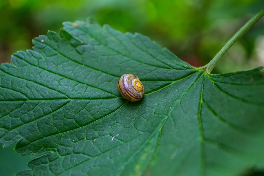 leaf, snail, close, shell, plant part, invertebrate, animal wildlife HD wallpaper