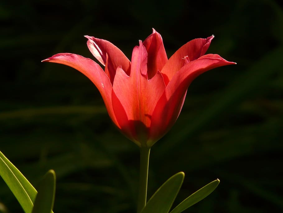 focus photo fo red flower, tulip, back light, beautiful, tulpenbluete HD wallpaper