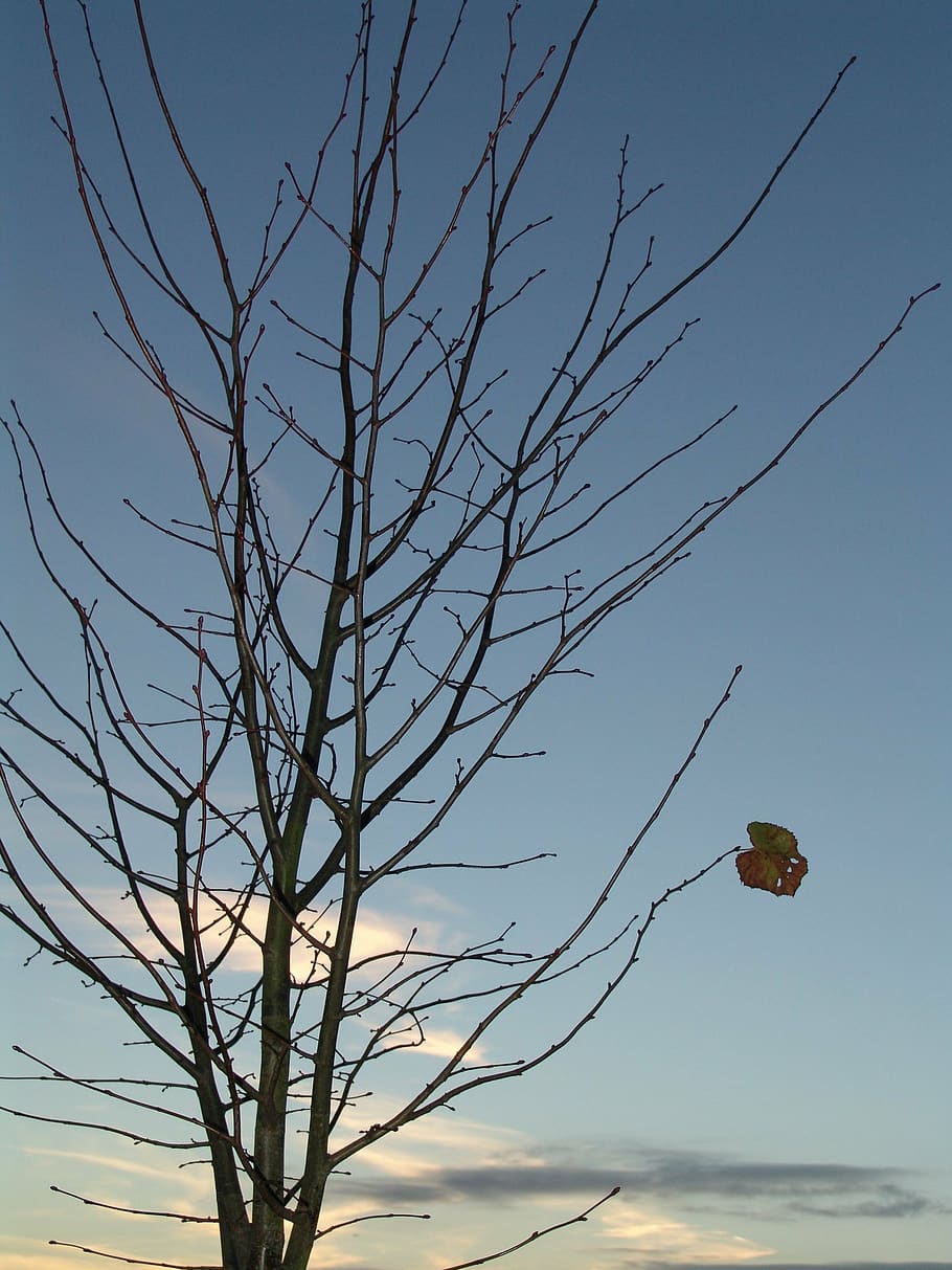 autumn, winter, tree, leaf, sky, bare tree, plant, branch, nature HD wallpaper