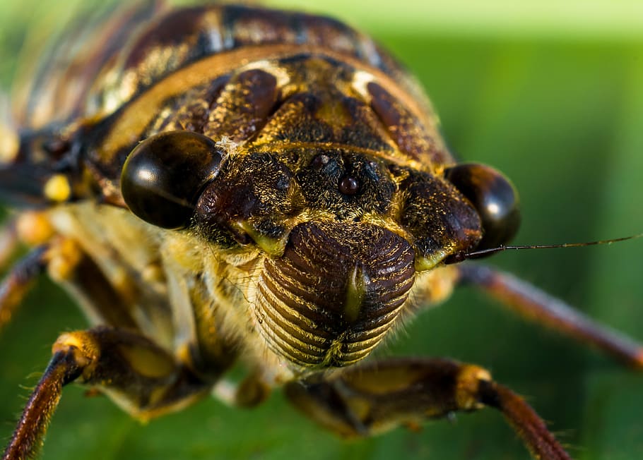 close-up, insect, macro, nature, animal, wildlife, animal themes HD wallpaper