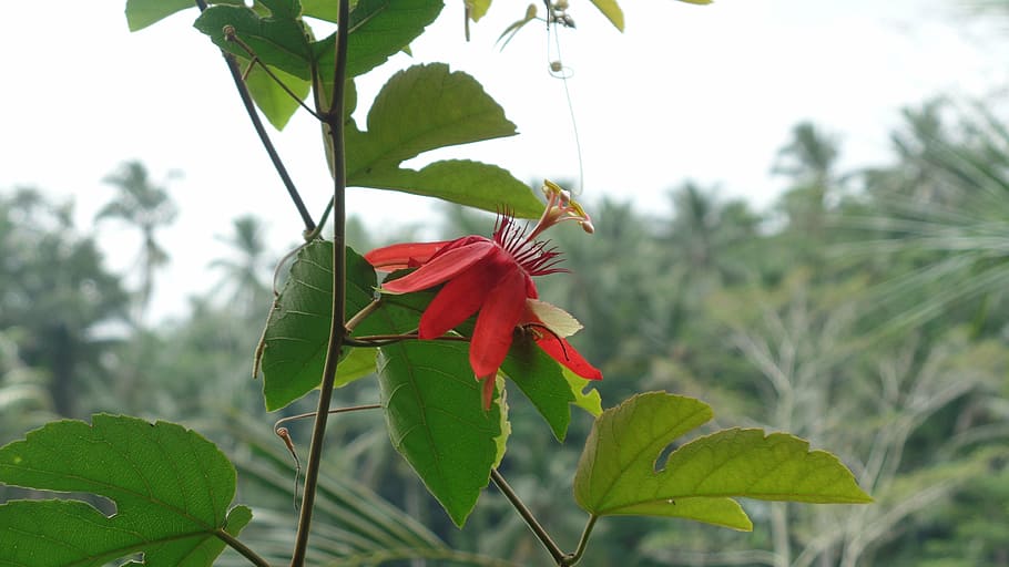 garden, random, flower, plant, plant part, leaf, beauty in nature HD wallpaper