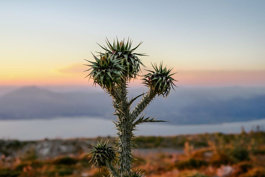 cactus, flora, macro, mountain, nature, sky, sunrise, sunset HD wallpaper