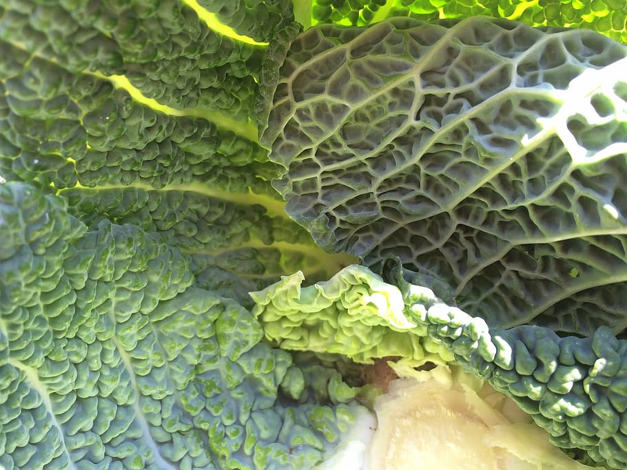 stalk, kale, green, green color, vegetable, full frame, healthy eating HD wallpaper