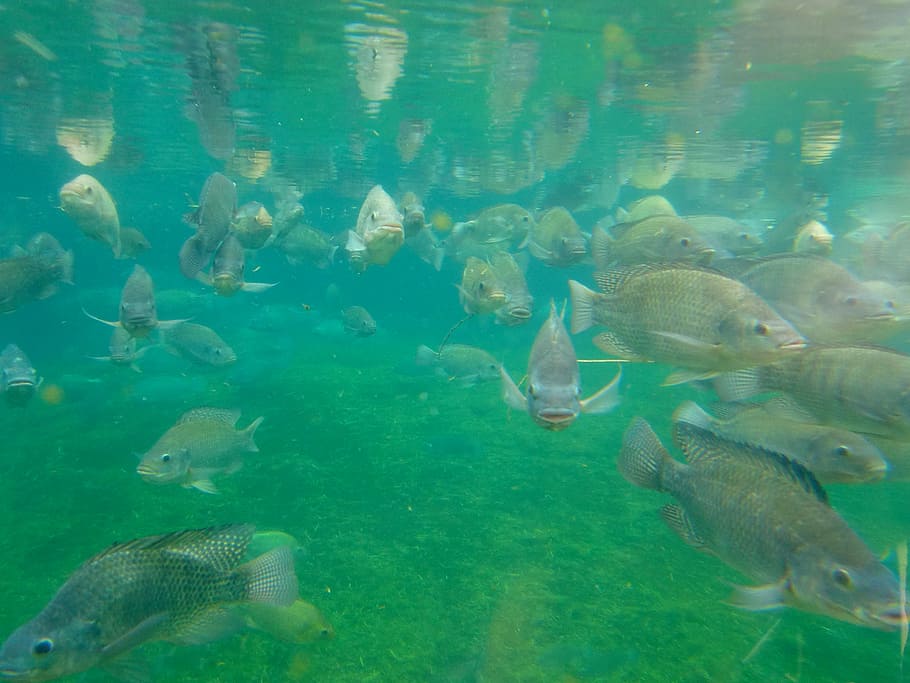 school of fish, Fish Farming, Aquarium, Underwater, underwater world, HD wallpaper