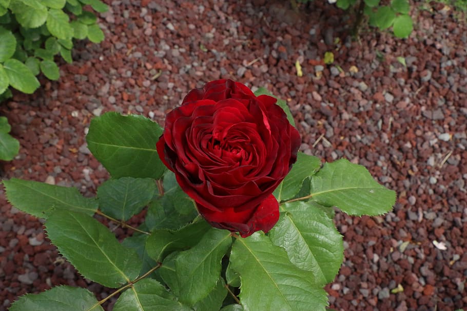 Розы без шипов сорта фото описание