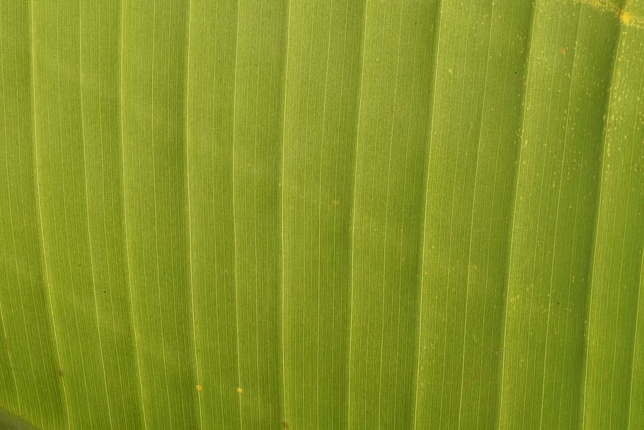 background, structure, green, banana leaf, nature, pattern HD wallpaper