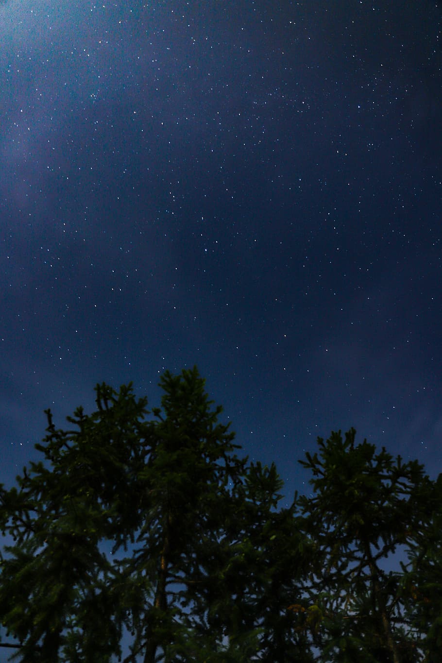green leafed tree during nighttime, green leafed tree below sky with stars HD wallpaper
