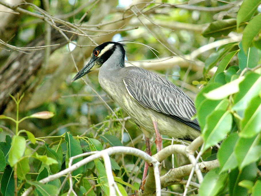 night heron, gray, bird, treetop, leaves, nature, wildlife HD wallpaper