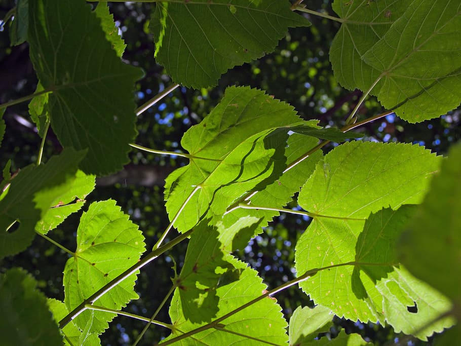 Leaves, Green, Green, Light, Shadow, Nature, leaf, green Color HD wallpaper