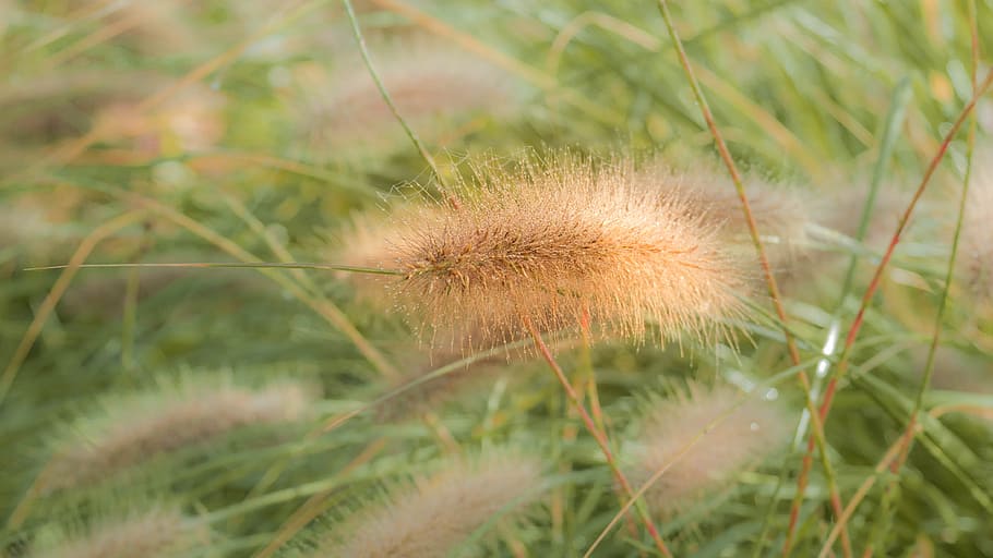 background green, light, flora, grasses, plant, growth, flower HD wallpaper