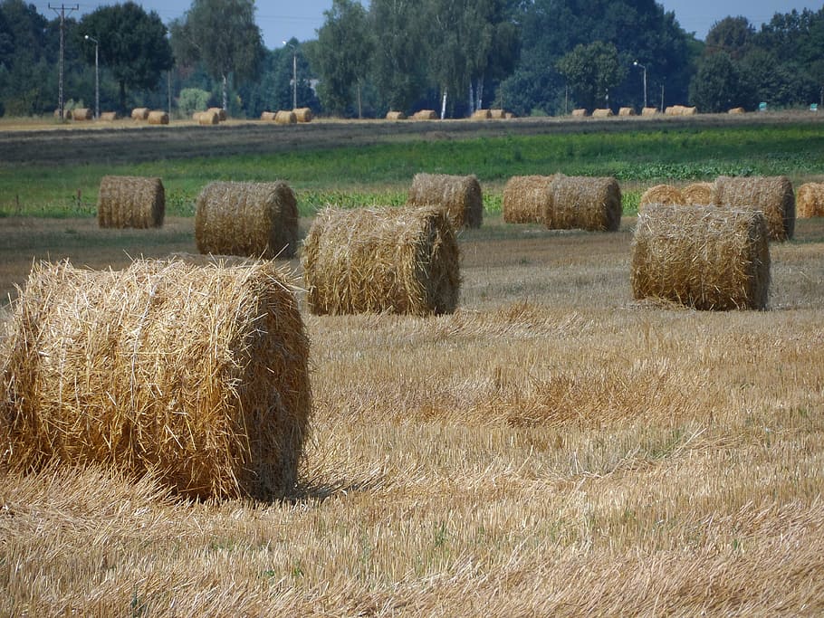 straw, bale, field, agriculture, hay, rural Scene, nature, farm HD wallpaper