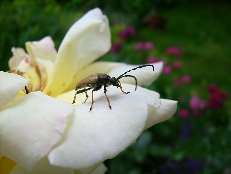 rose, insect, flight insect, macro, beetle, nature, garden HD wallpaper