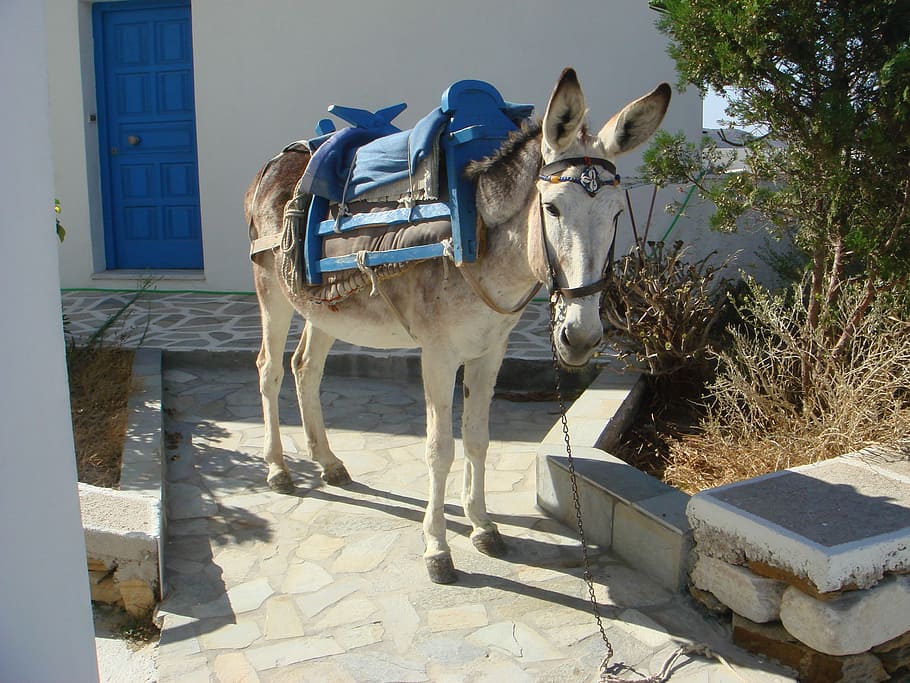 Greece, Donkey, Ios, animal themes, day, cold temperature, no people HD wallpaper