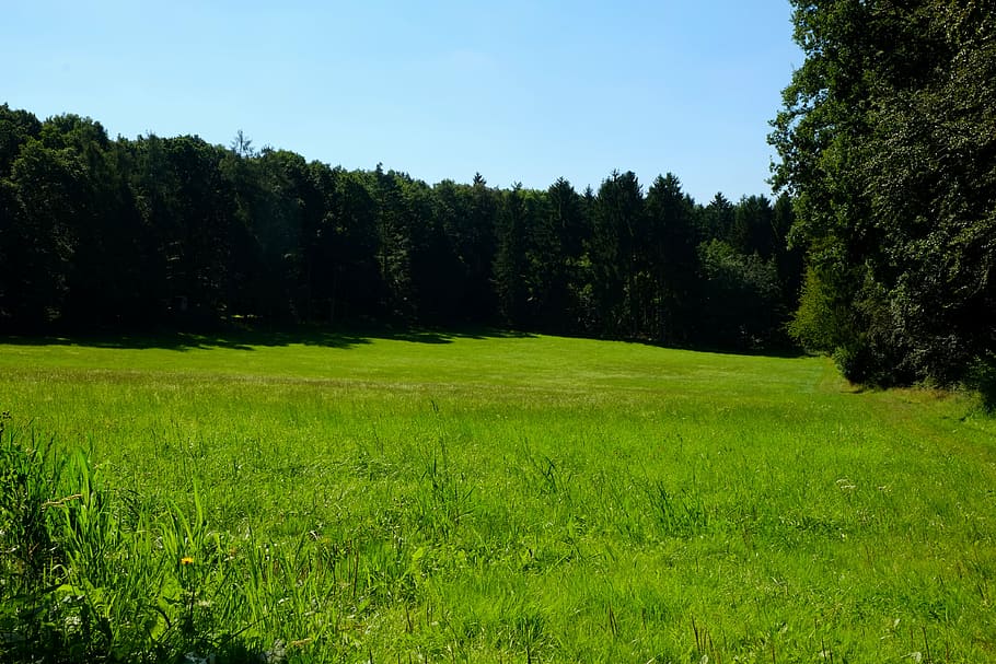 glade, meadow, nature, forest, summer, landscape, hiking, green, HD wallpaper