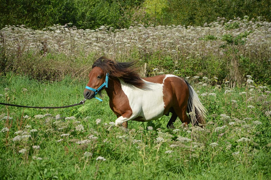shetland pony, run, horse brown white, prairie, pre, ruminant