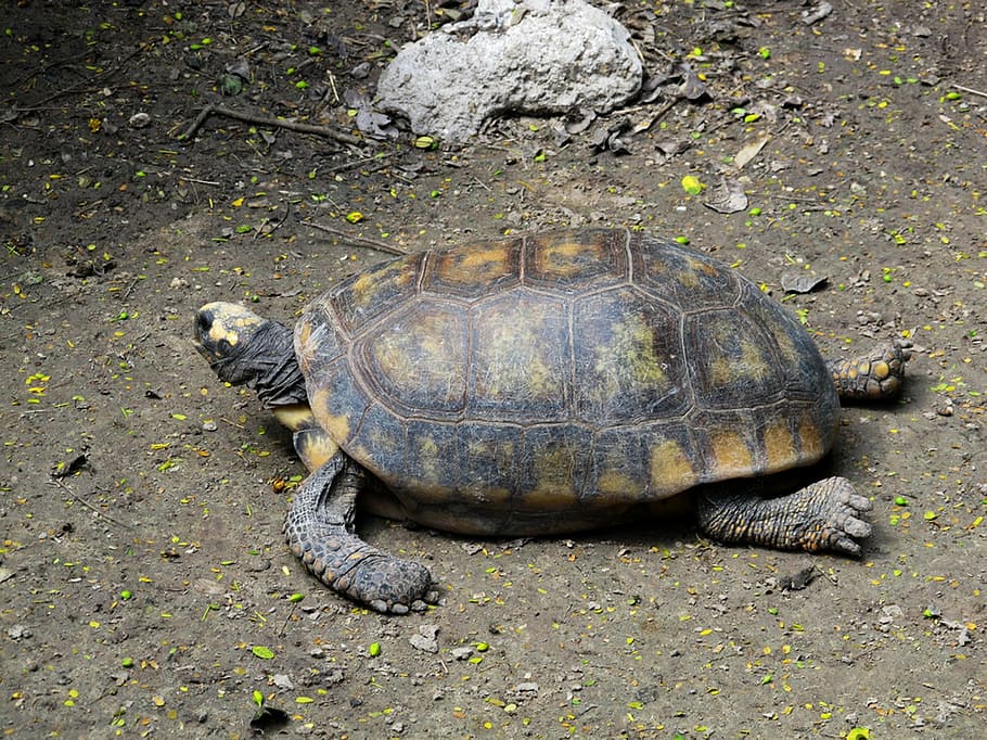 turtle, reptile, shell, wildlife, tortoise, nature, underwater HD wallpaper