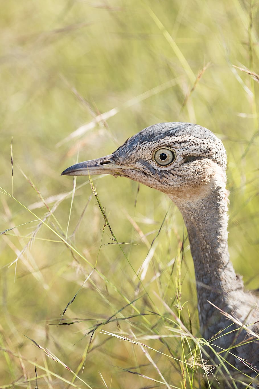 shallow focus photography of bird in grass field, bird on grasses HD wallpaper