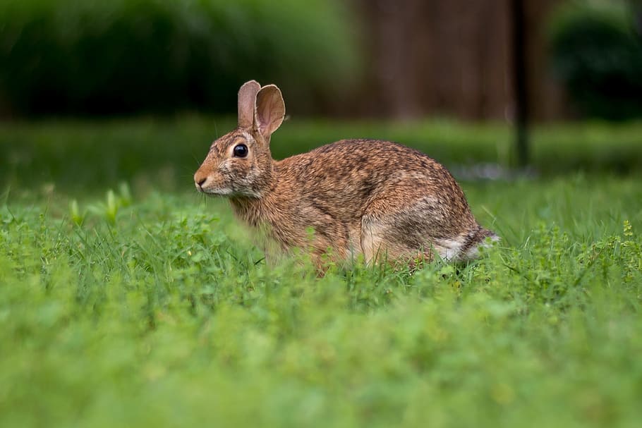 bunny, rabbit, outside, wildlife, animal, animal themes, animal wildlife HD wallpaper