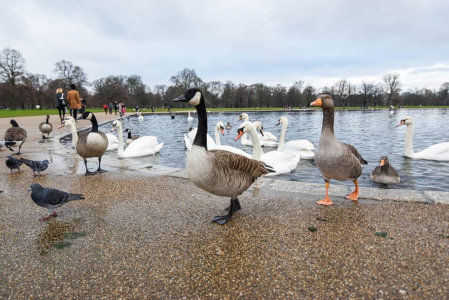 Duck, Parks, River, Animals, Tour, outdoor, tourist attraction HD wallpaper