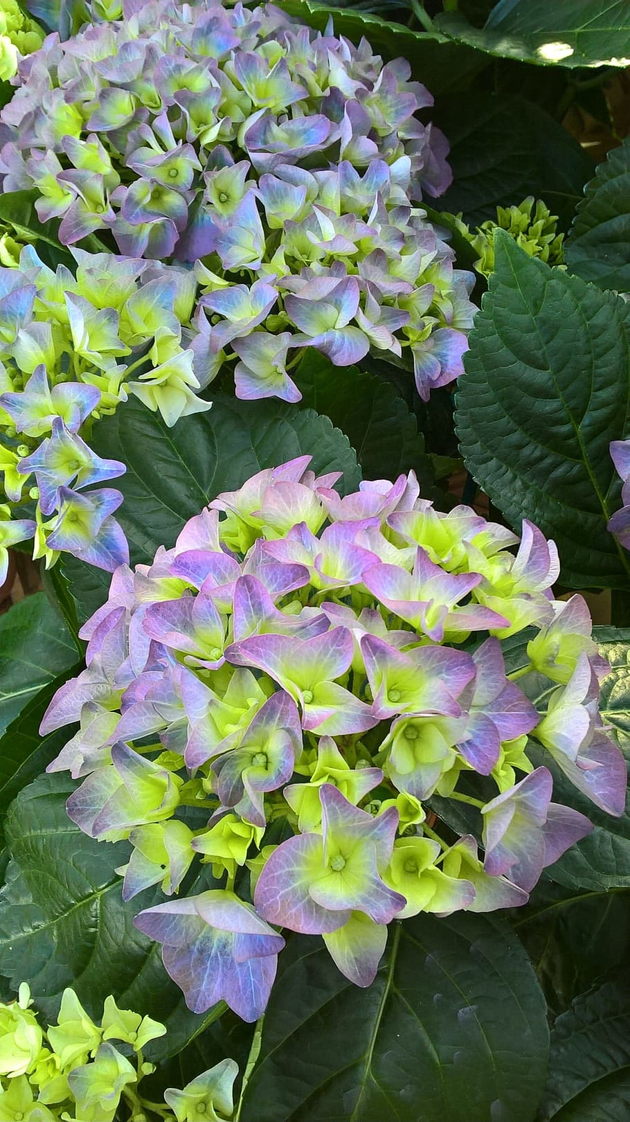 Hydrangea, Flower, Violet, Nature, vegetable, growth, leaf HD wallpaper