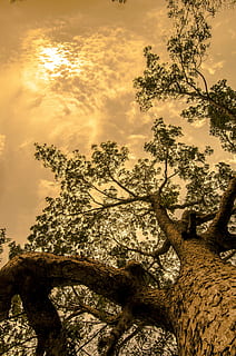 green trees, trunk, tall, forest, woods, bark, sky, nature HD wallpaper