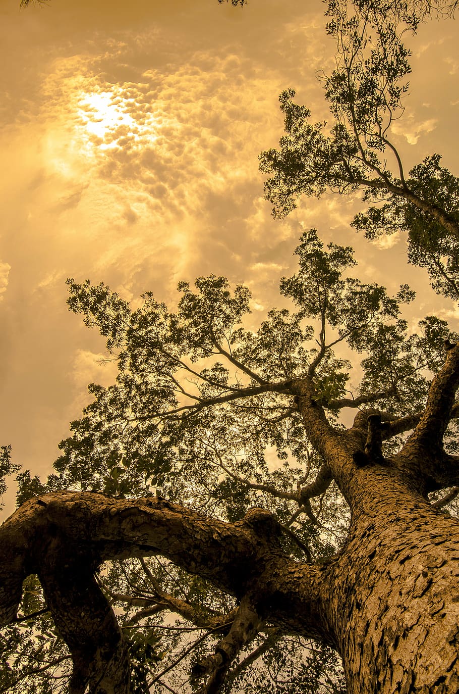 green trees, trunk, tall, forest, woods, bark, sky, nature HD wallpaper