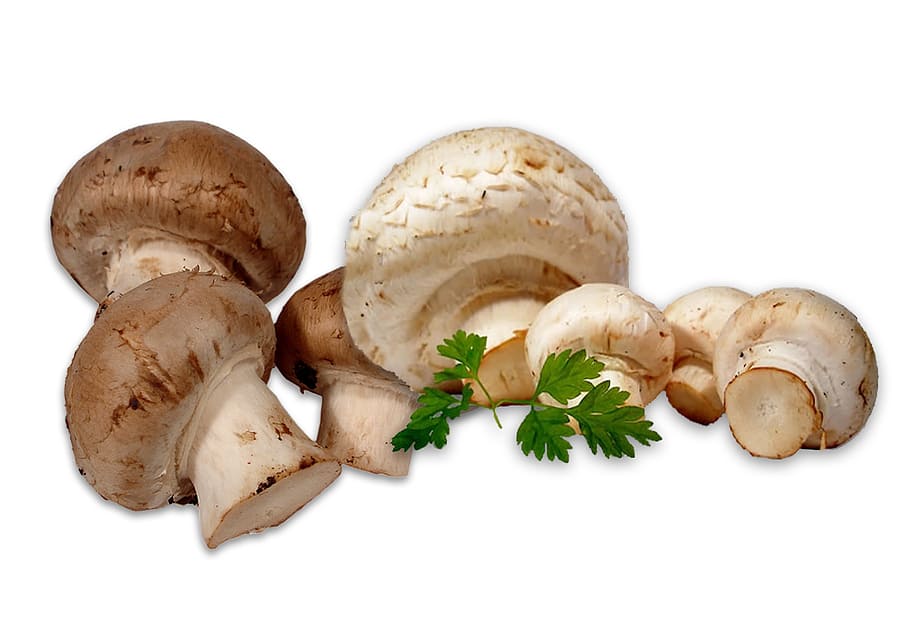Mushrooms, White Mushroom, brown mushroom, nature, of course, HD wallpaper