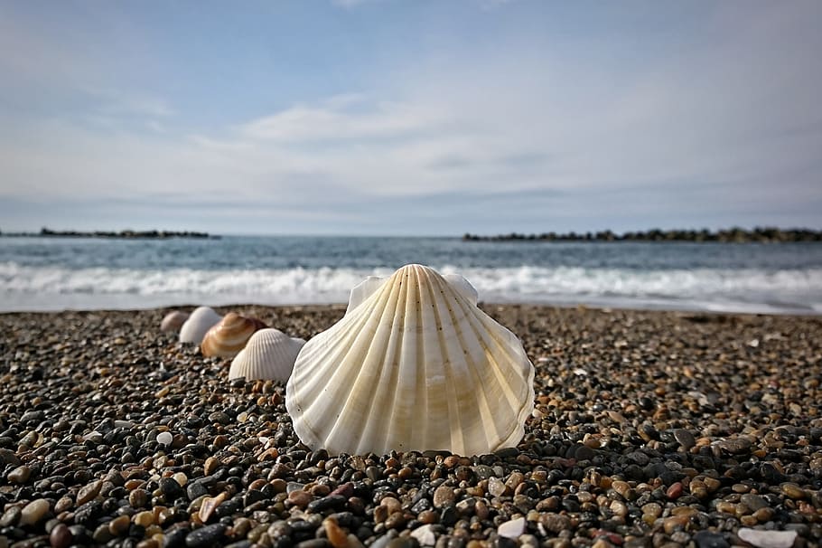 Sky, Sea, Beach, Wave, Shell, Pebbles, nature, horizon over water HD wallpaper