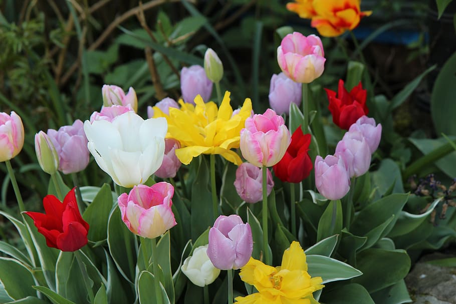 tulips, flowering, spring, tulip spring, flowering plant, freshness HD wallpaper