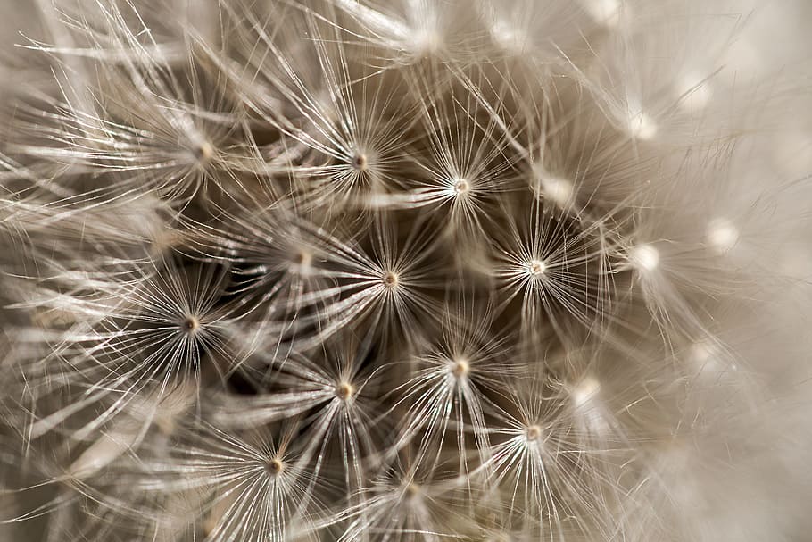 dandelion, detail, macro, priroda, odkvitnúť, plant, flower HD wallpaper