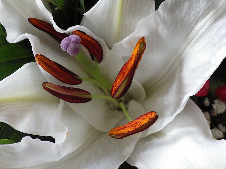 lily, flower, white, close, blossom, bloom, beautiful flower HD wallpaper