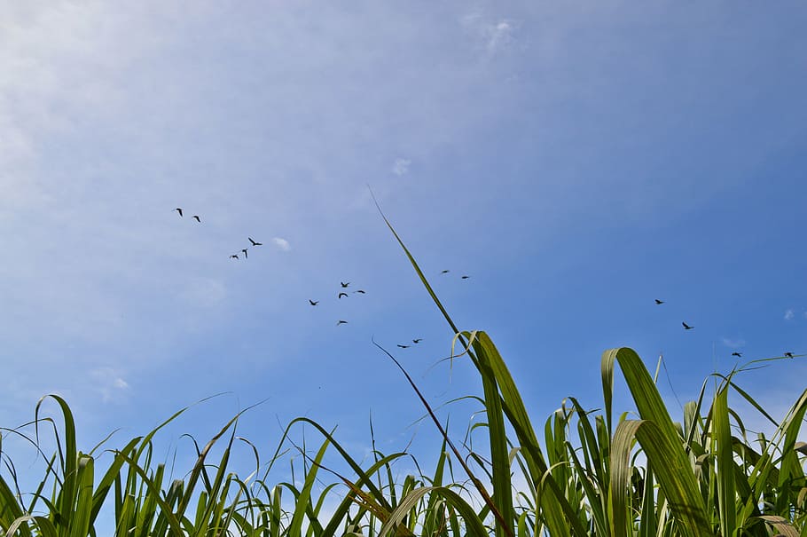 field, sky, nature, animal themes, vertebrate, animal wildlife HD wallpaper