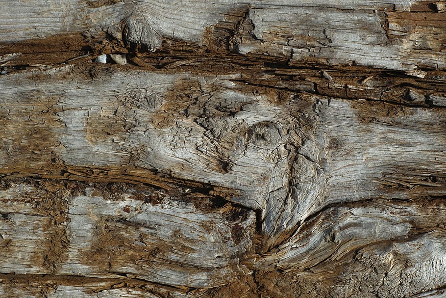 brown tree panel, wood, texture, pattern, wood - material, full frame HD wallpaper