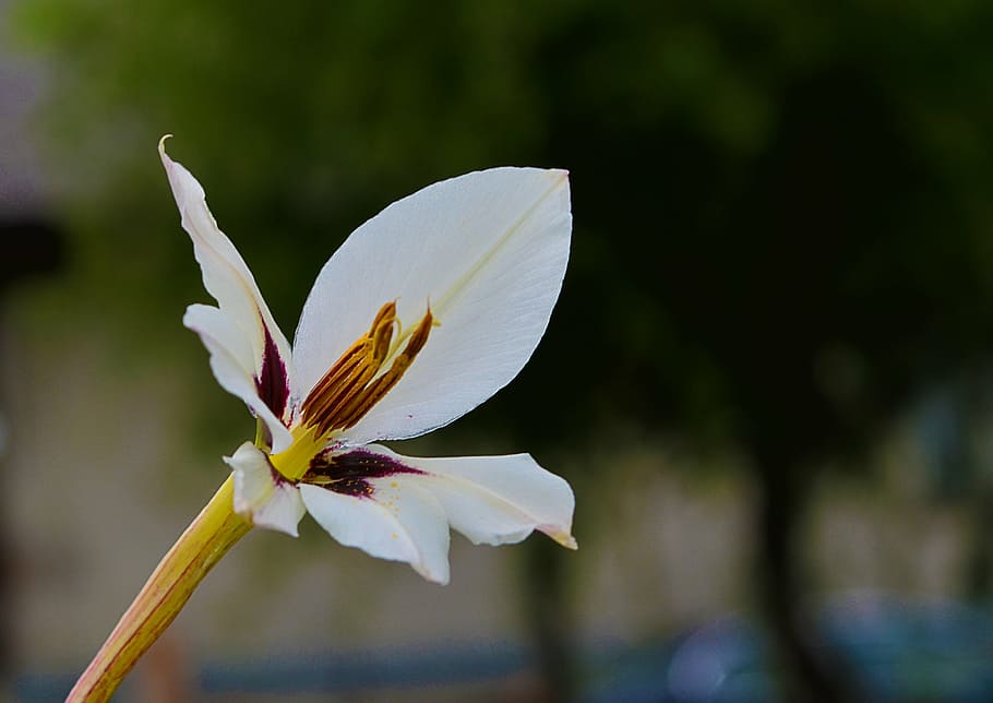 nature, flower, white, macro, photography, flowering plant HD wallpaper