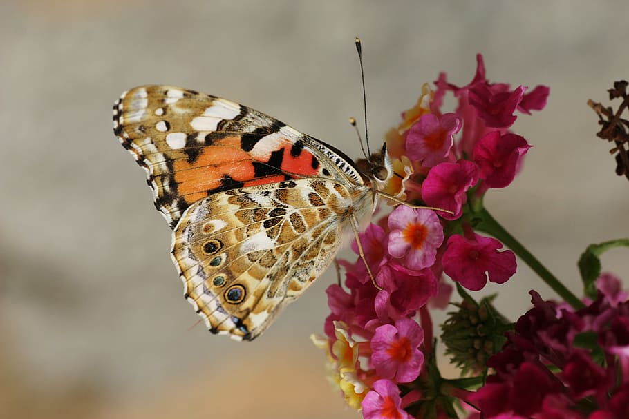 butterfly, moth, insect, macro, close up, nectar, pollen, flower HD wallpaper