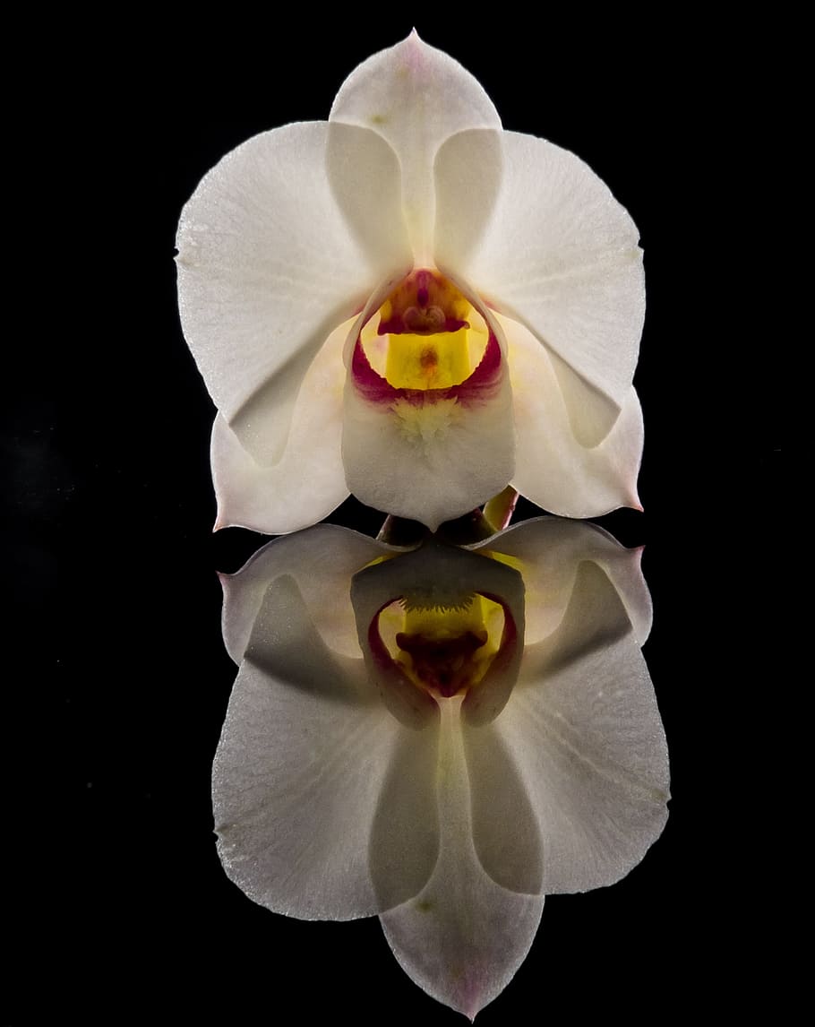 Blossom, Bloom, Flower, White, orchdee, close, petal, black background HD wallpaper