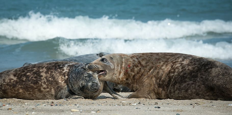 grey seals, bite, beach, helgoland, north sea, sea island, dune, HD wallpaper