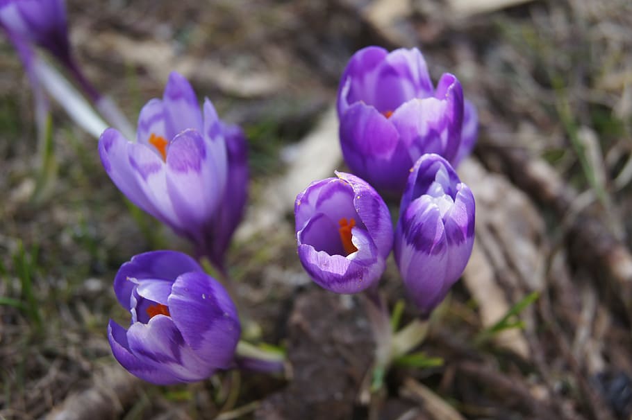 crocus, flowers, purple, nature, tulip, springtime, plant, season HD wallpaper