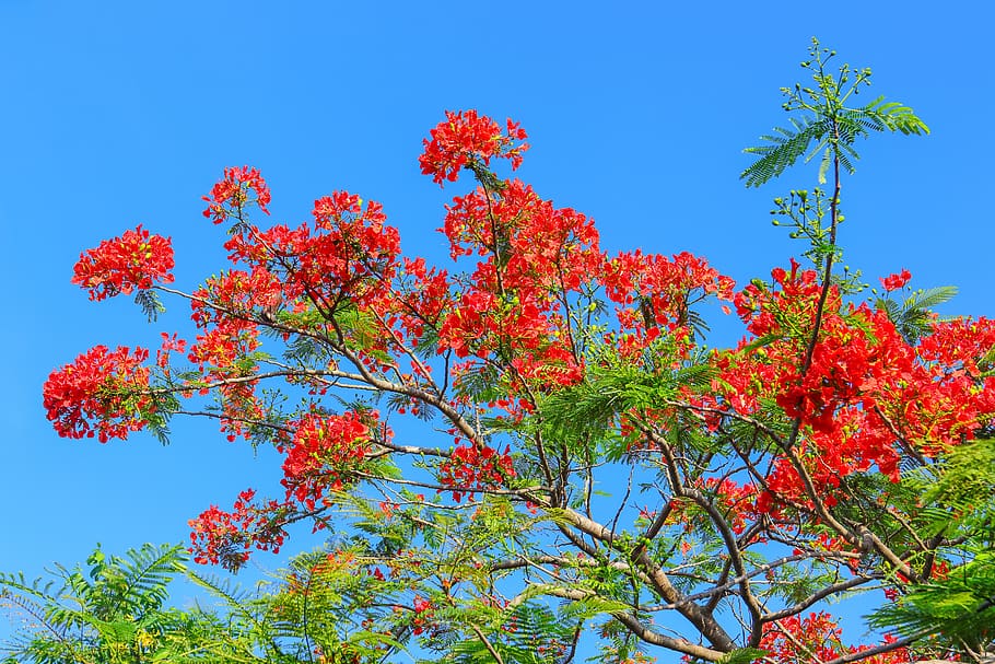 HD wallpaper: phoenix flower, poinciana, plant, sky, tree, blue, clear ...