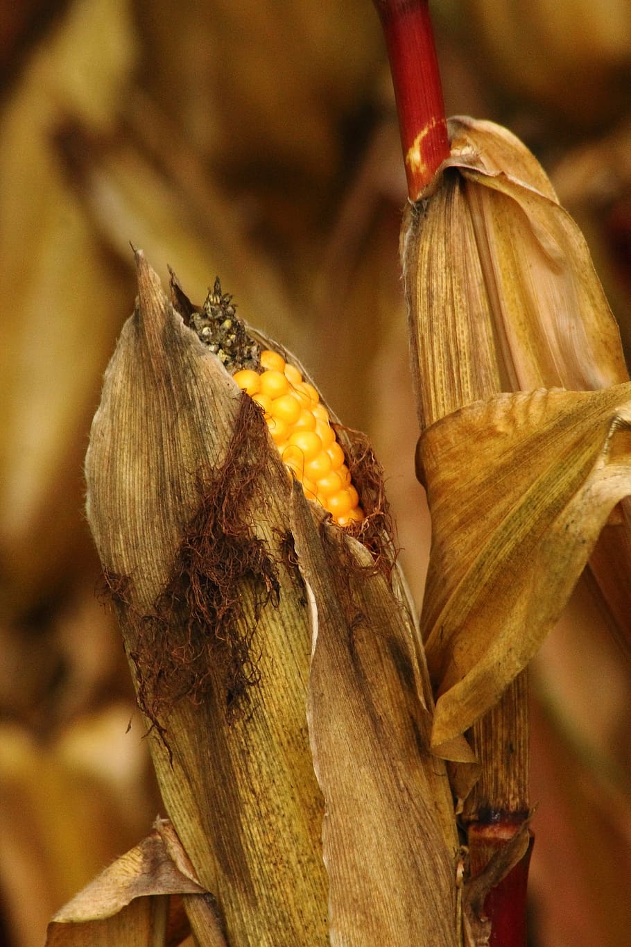 corn on the cob, corn grain, field, harvest, autumn, autumn impressions HD wallpaper