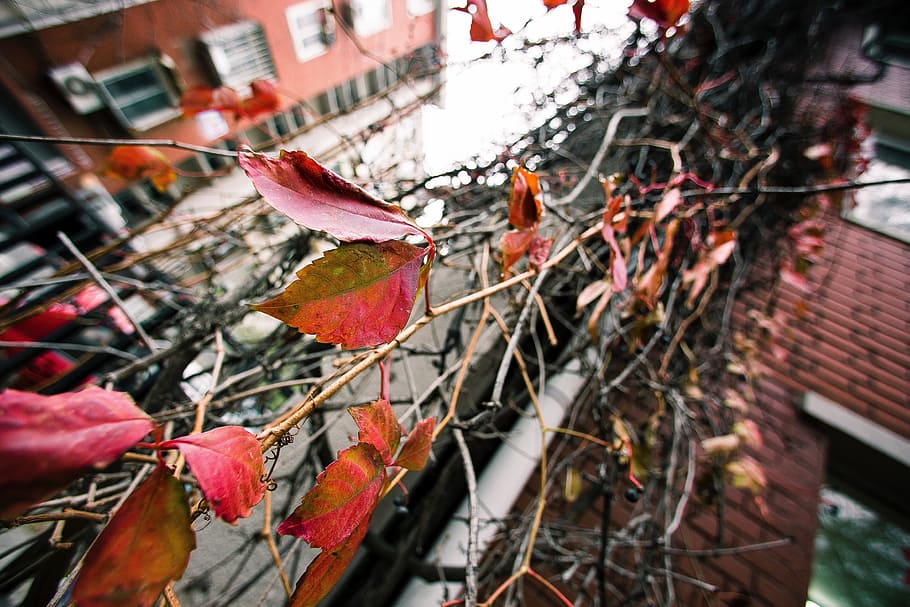 leaf, plant, autumn, fall, rooftop, architecture, built structure HD wallpaper
