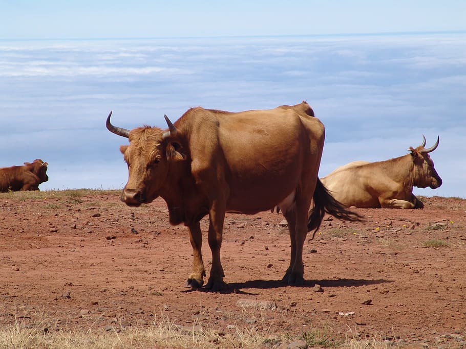 Cows, Clouds, Landscape, Nature, Cattle, farming, ranch, country HD wallpaper