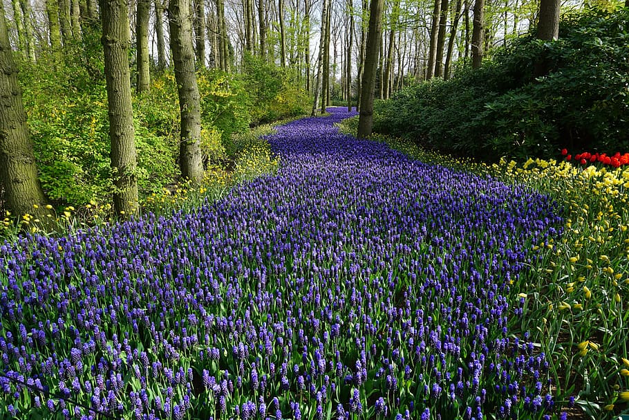 photography of violet flower field, flowers, forest, meadow, carpet
