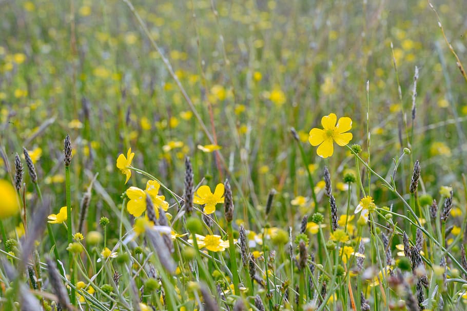 Flowers, Hayfield, Spring, Meadow, green, grass, nature, grassland HD wallpaper