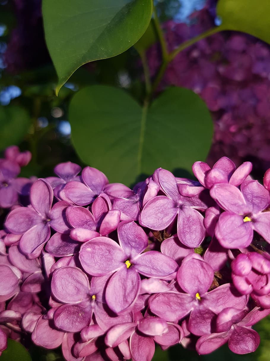 lilac, purple, tree, spring, plant, flower, flowering plant HD wallpaper