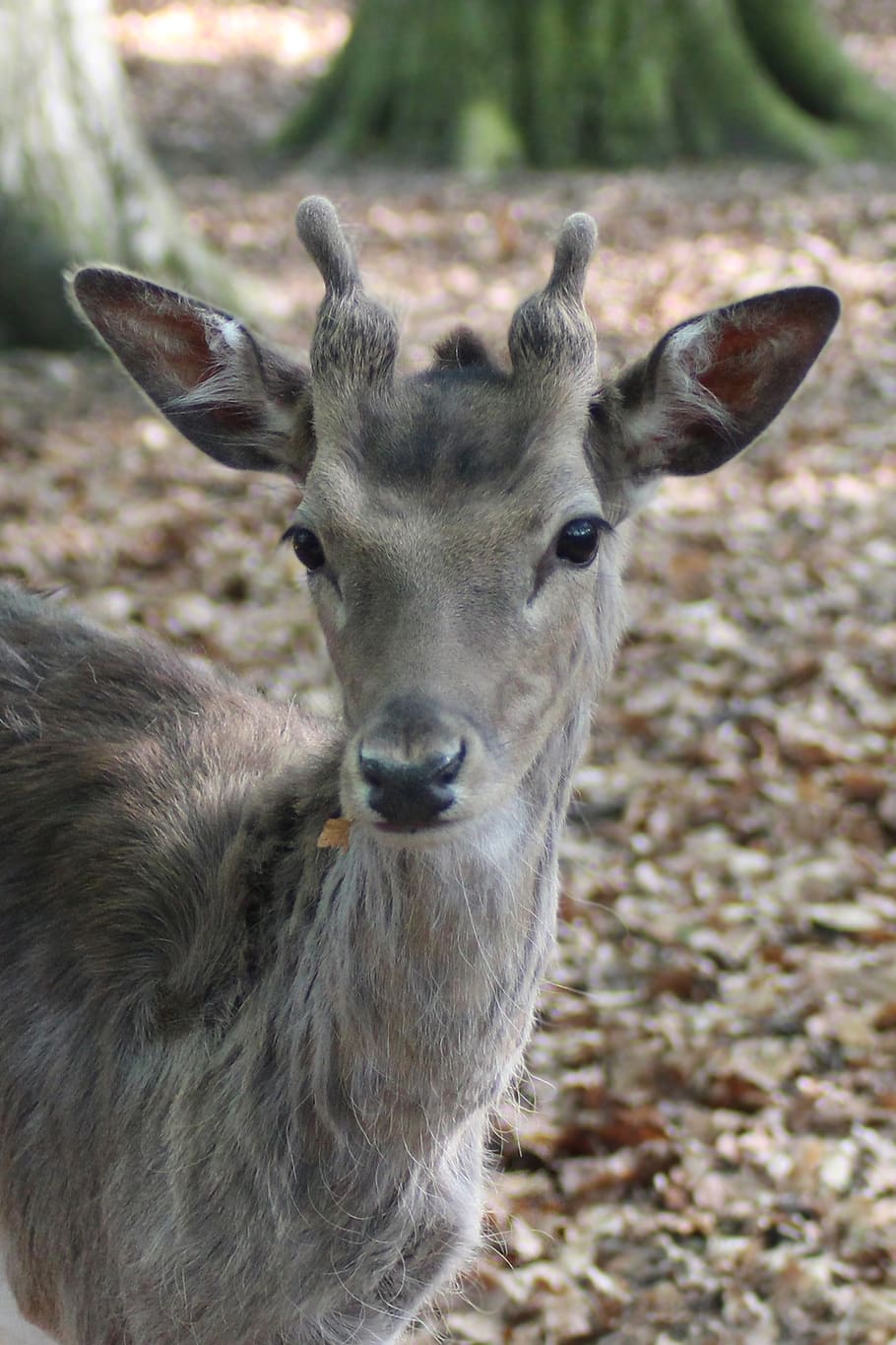 hirsch, fallow deer, roe deer, scheu, nature, young-stag, forest HD wallpaper