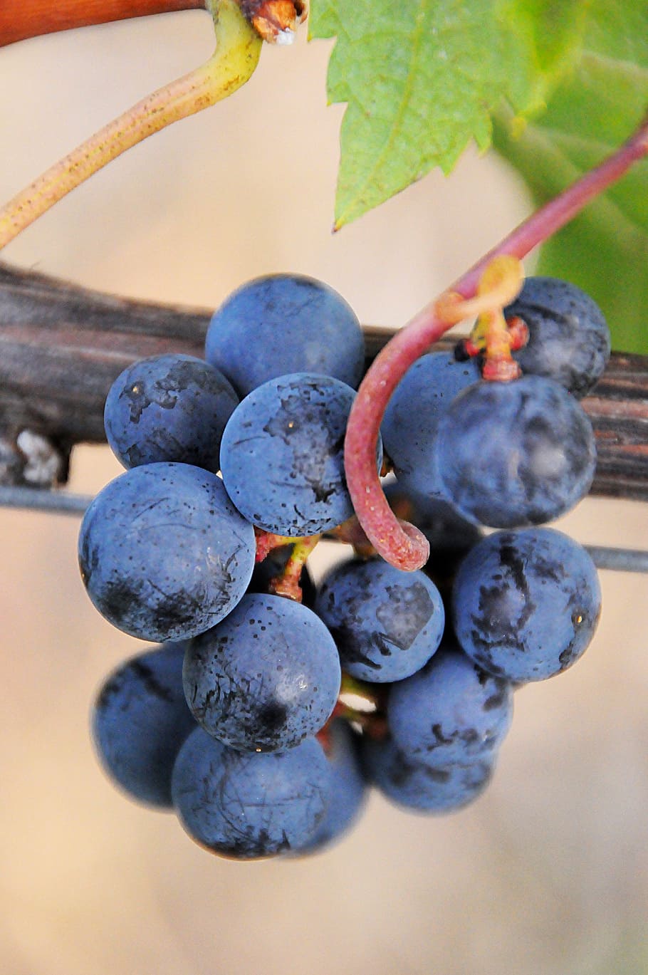 grape, blue, plant, fruit, autumn, garden, ripe fruit, red grapes HD wallpaper