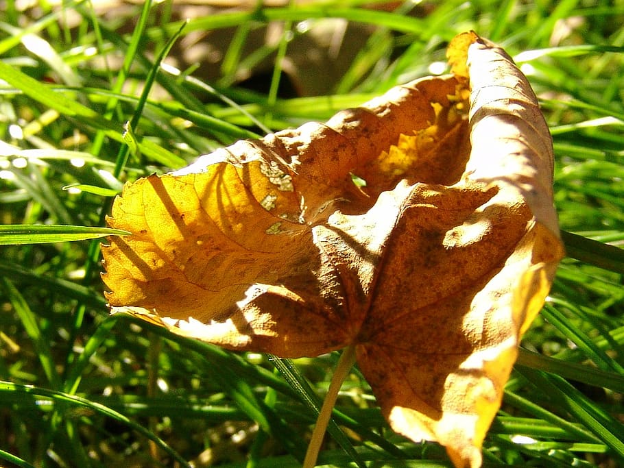 leaf, withered, forest, autumn, plant, nature, close-up, grass HD wallpaper